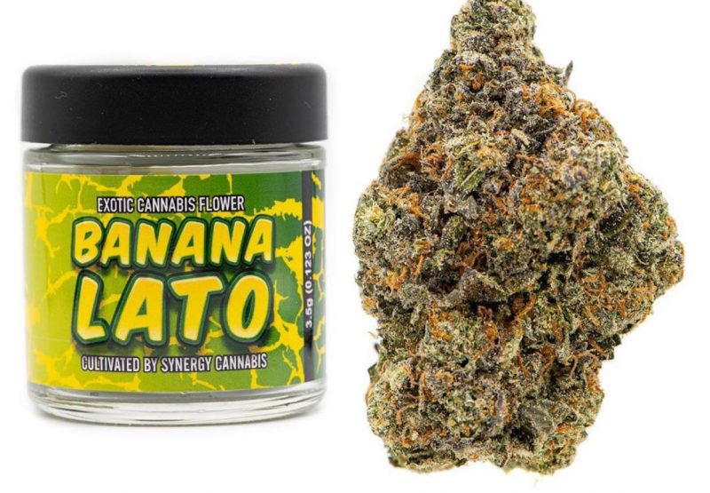 Banana Lato Strain